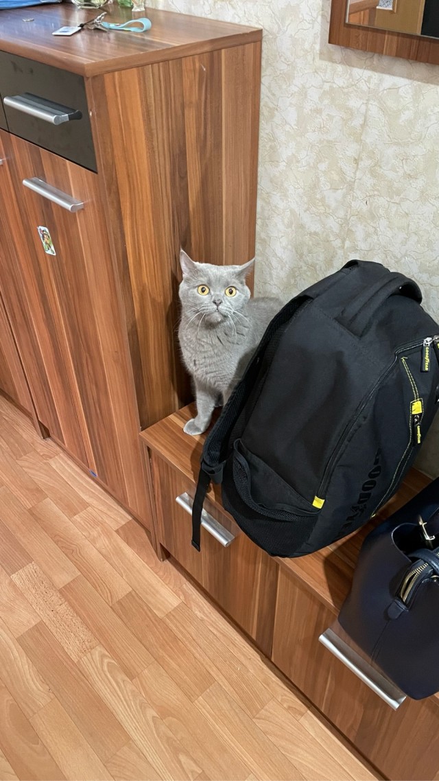 Господа и дамы ЯПа! Котовторник у нас начался! Отойдите от политоты и давайте котиков побольше!