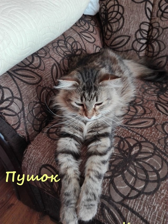 Жизнь домашнего приюта "Котоленд" 328