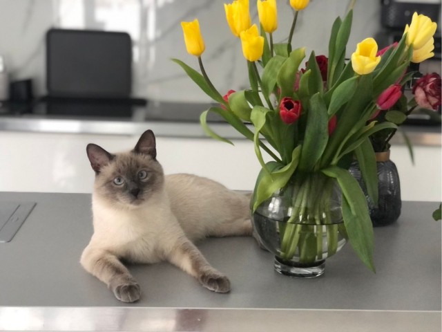 А вот и котовторник 24.05.2022