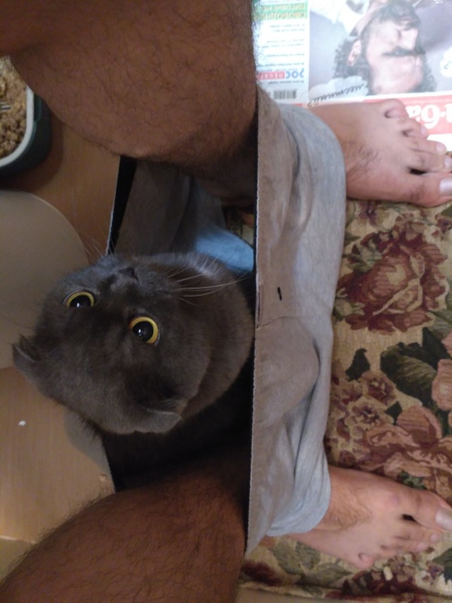 Отдали кота