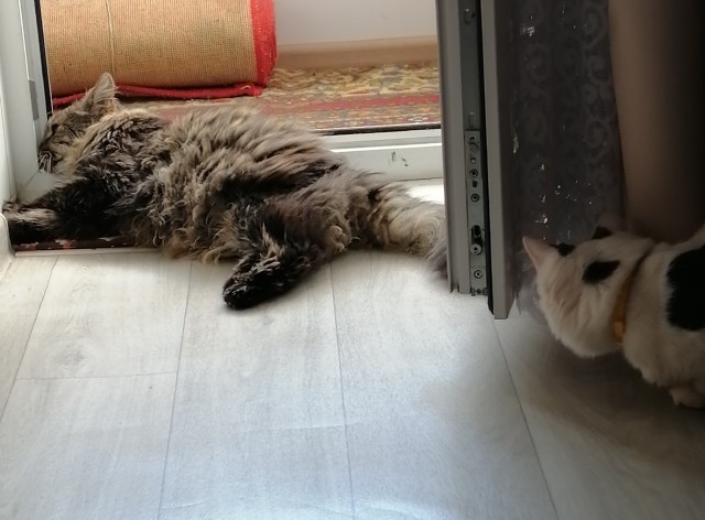 Нам годик в котовторник