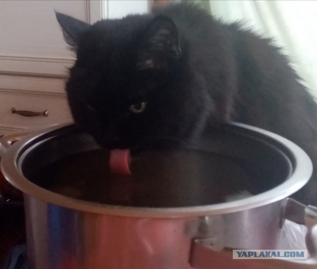 Коточетверг!