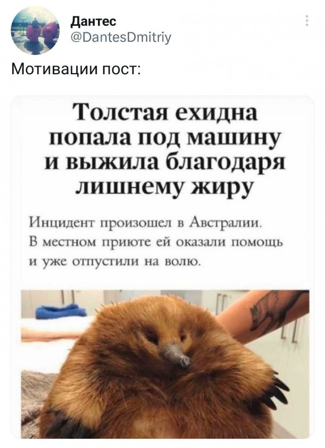 Победная поступь идиотизма по планете – том 11