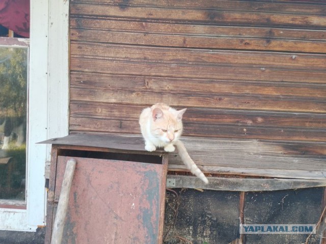 Жизнь домашнего приюта для котеек 462