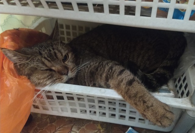 Котовторник в картинках