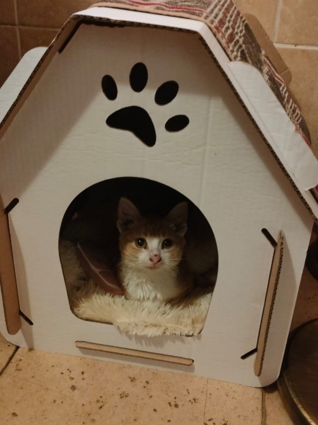 На котовторник