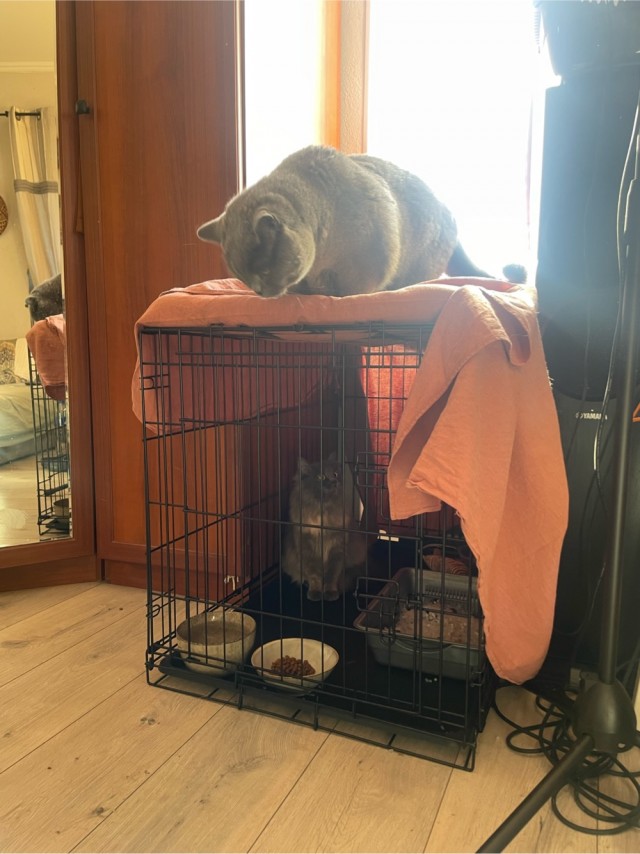 В честь котовторника!