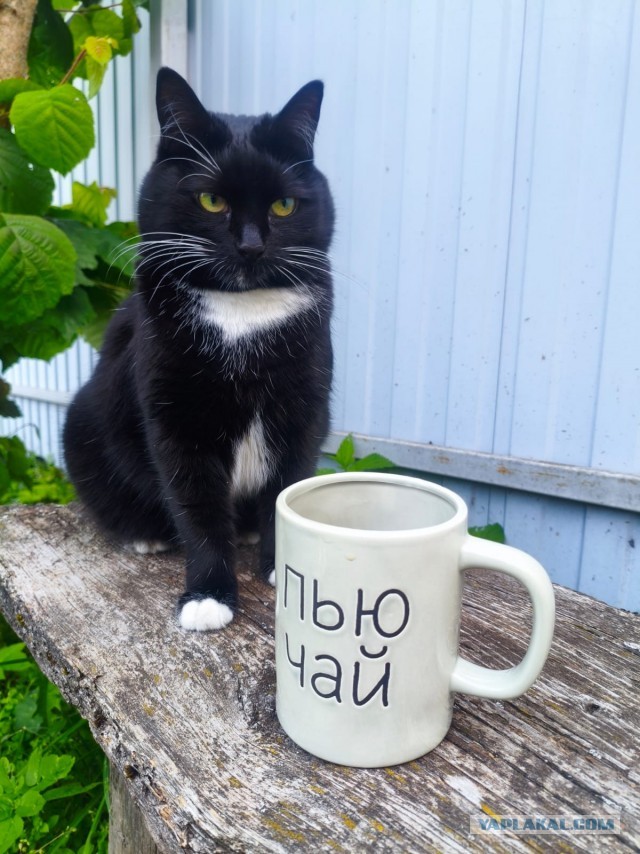 Котовторник