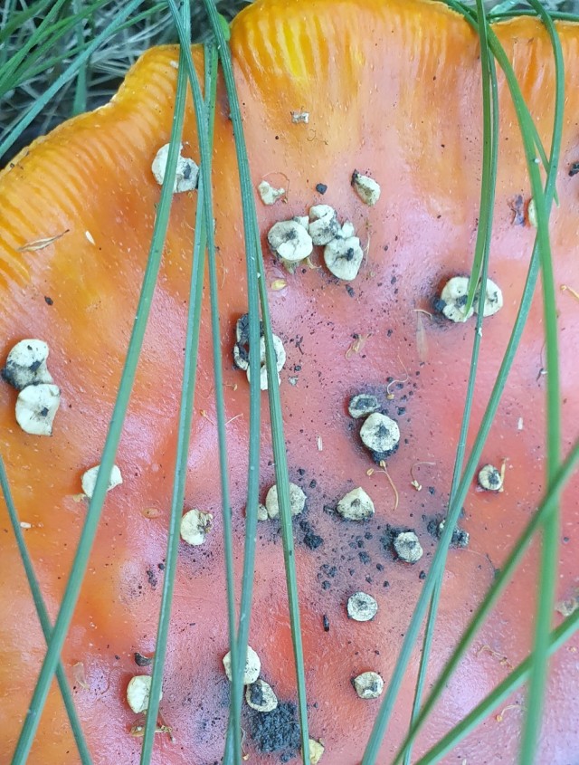 - "В баночку мне всё это..." - "Оставьте баночку себе..."