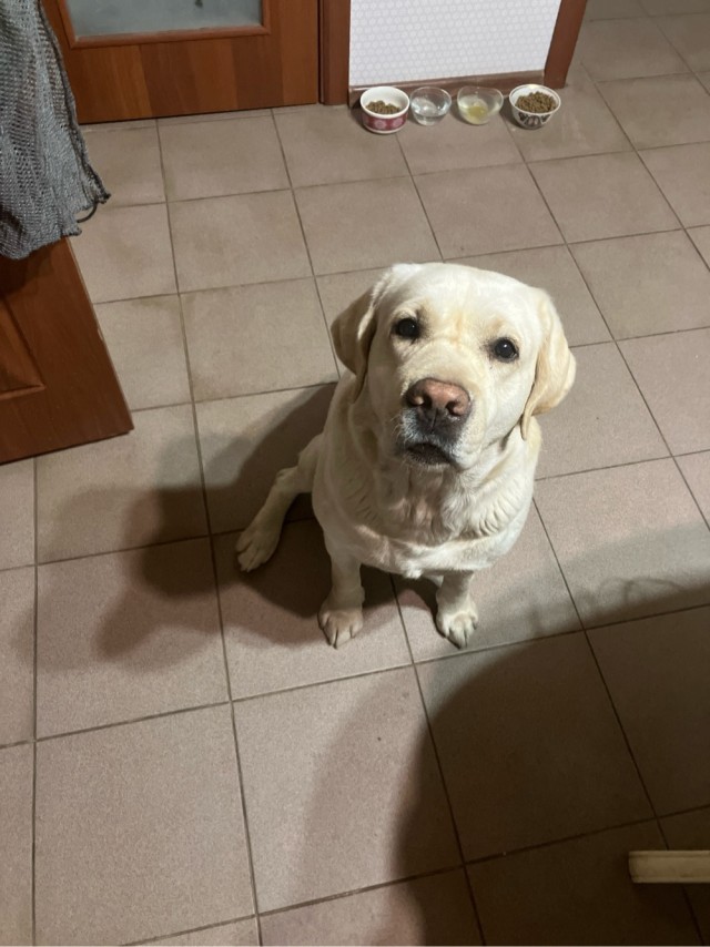 Ушел на радугу один из самых дорогих мне питомцев.