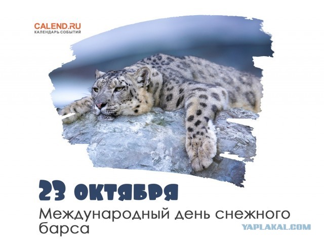 С праздником, киски!