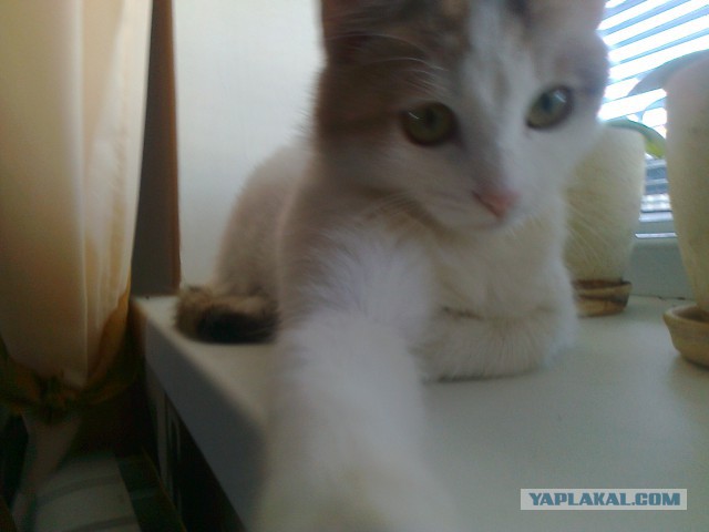 Котовторник   31.12.  2013