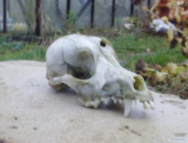 Чья это черепушка?