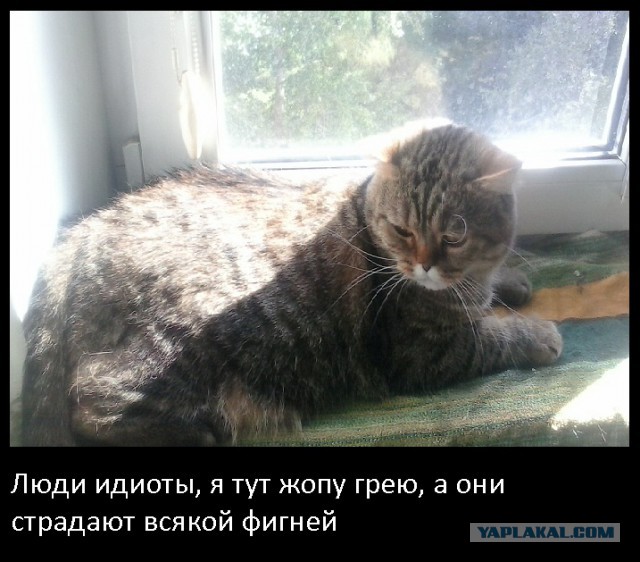 Здравствуйте. Я Котенька. И хочу подать заявление.