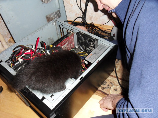 Котовторник 2.12.14