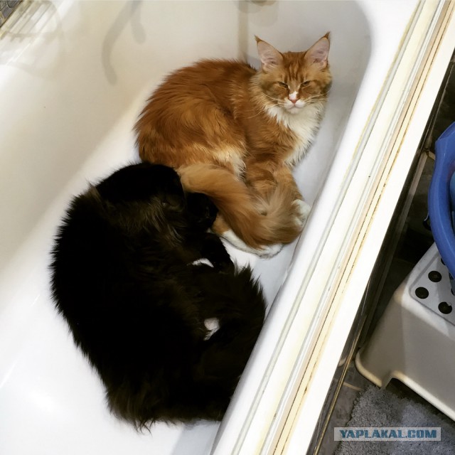 Котовторник 27.01.2015