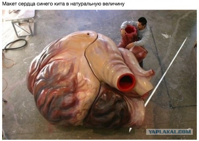 Удивительные  способности животных