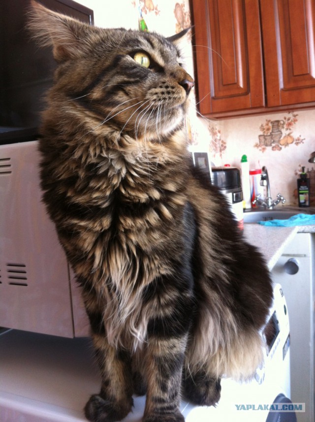Котовторник