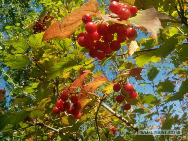 Неудачная рыбалка или нет худа без добра