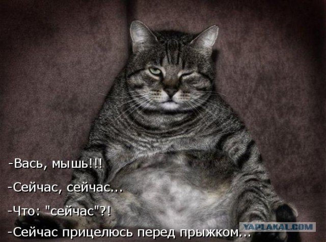 Подборка веселых картинок