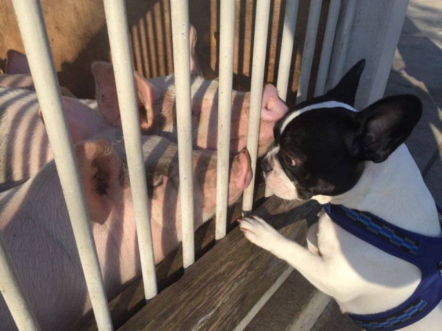 20 прикольных собак