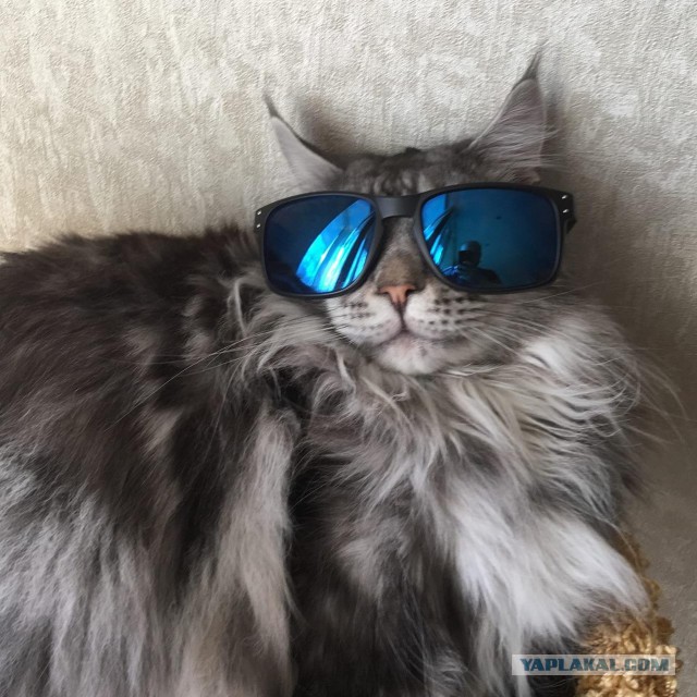 Котовторник 19.04.2016