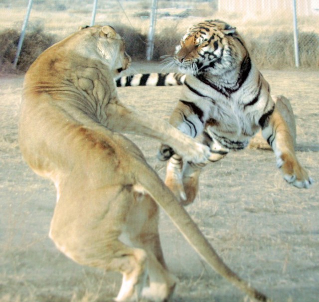 Подборка интересных и веселых картинок