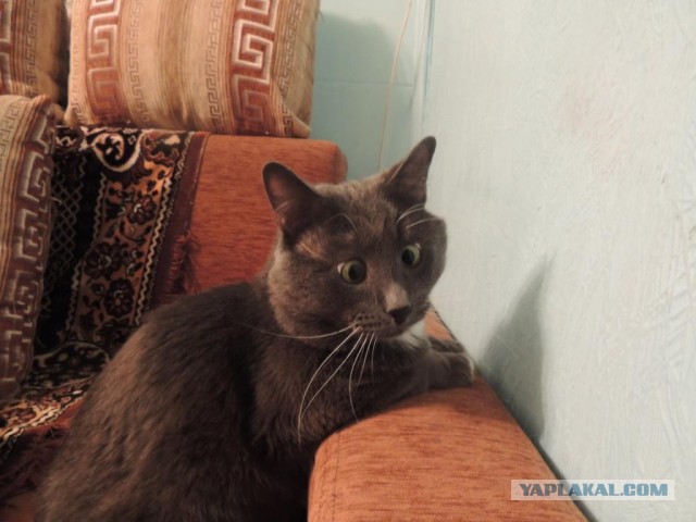 Когда поругался с котом