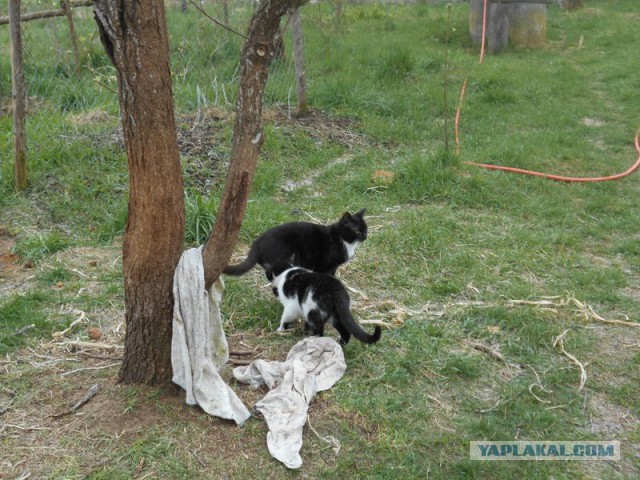 Жизнь домашнего приюта для котеек 162
