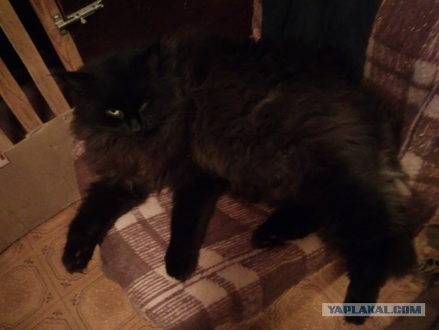 Жизнь домашнего приюта для котеек 200