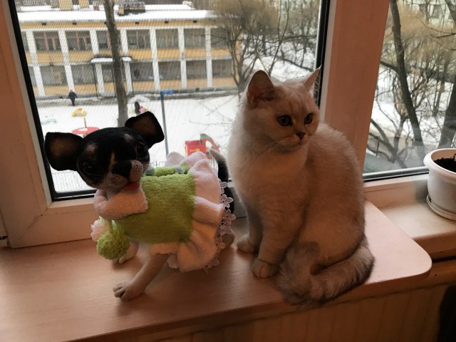 Котовторник 20.03.2018