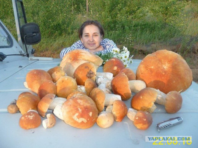 Грибы пошли!