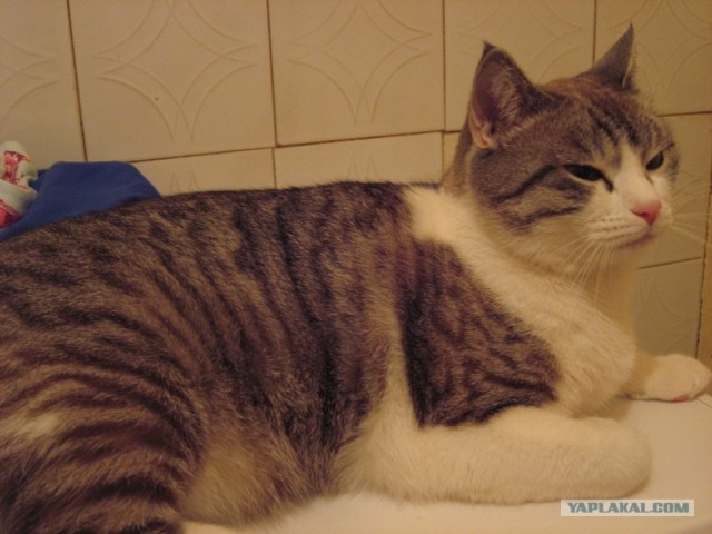 Котовторник на 22 июня