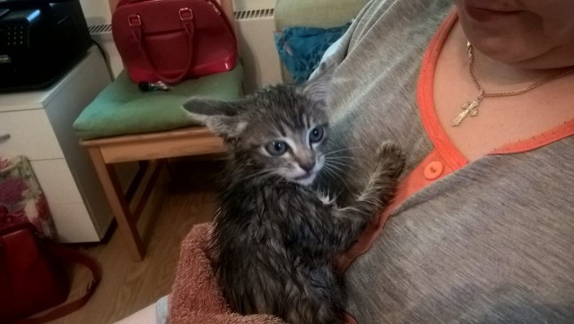 Котовторник 11.09.18.