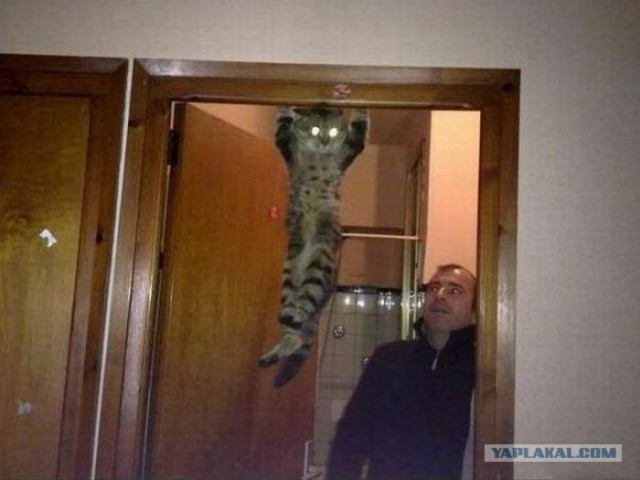 Котовторник объявляется открытым!