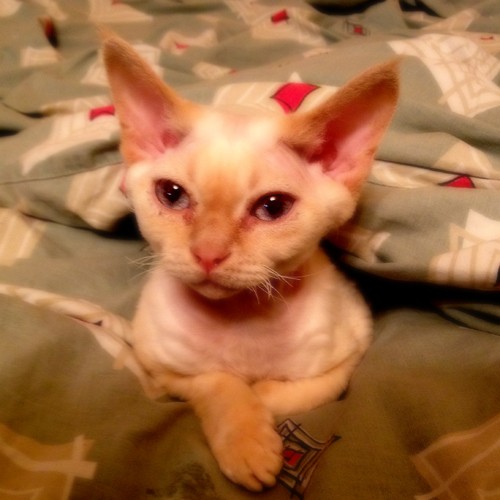 Дневник кота