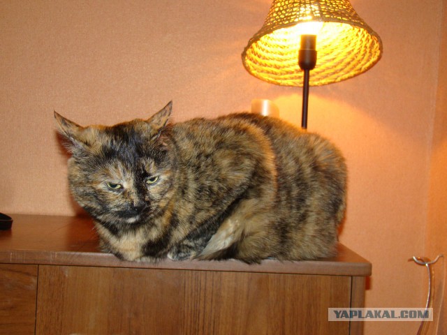 Котовторник 19.02.2019