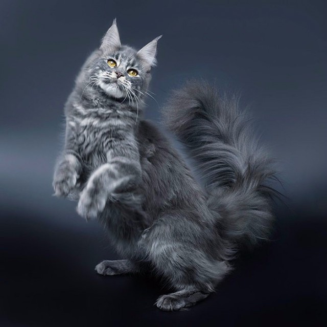 Забавные фото котеек