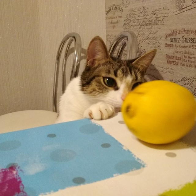 Забавные фото котеек