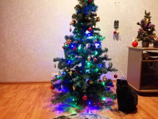 Котовторник *новогодний* 31/12/2019