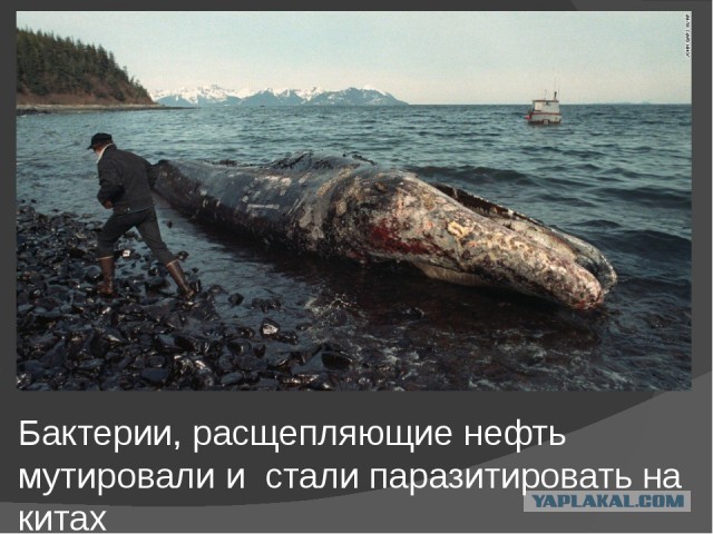 Рыбаки выловили нечто странное. Главное - чтобы не съели ...