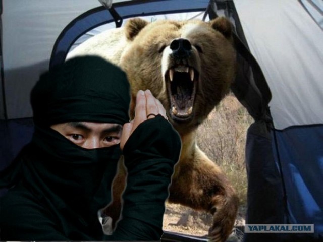 Встреча с бурым медведем