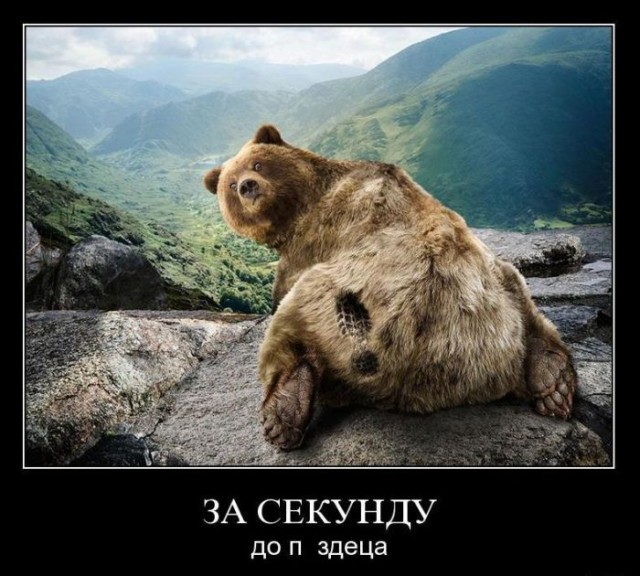 "Смелый" мишка