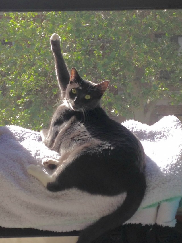 Котейки и солнышко