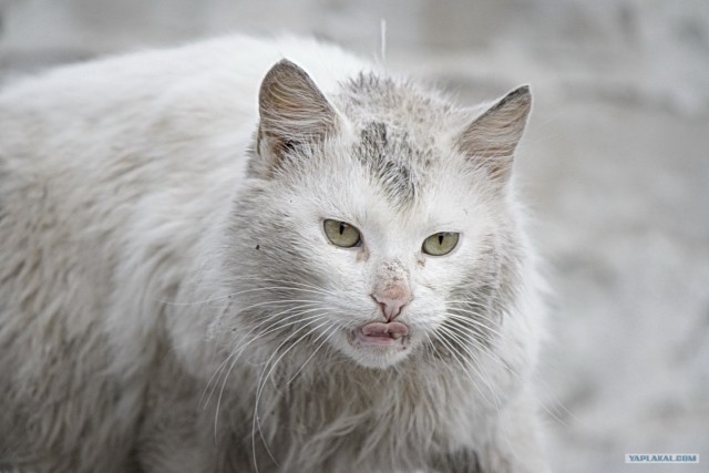 Товарищ Котофеев