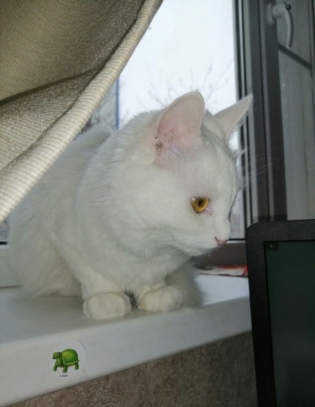 Котовторнику быть!