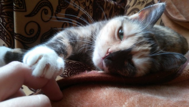А котовторник уже начался?