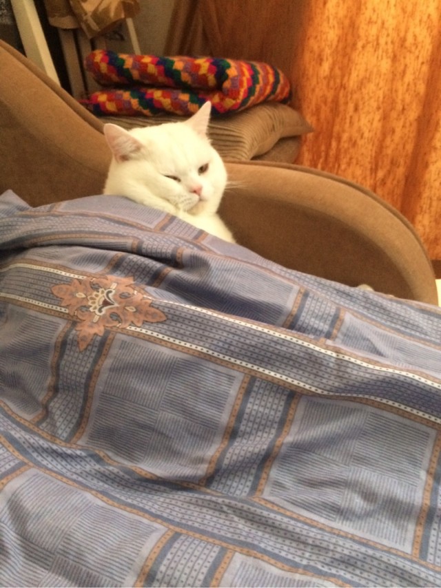 Кот завалил змея