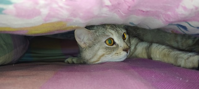 Котовторник 21.12.21