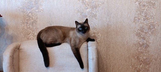 Котовторник 17.01.23